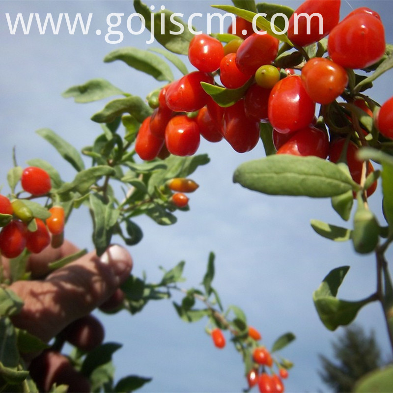 fresh Advantages Goji Berry fresh Advantages Goji Berry